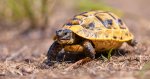 Dreamstime_xxl_94660011---Spur-thighed-tortoise_reduced.jpg