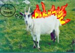 goat on fire.JPG